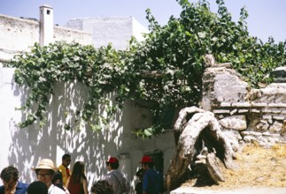 Tour group visits a 400-year-old vineyard, Moulay Idriss Zerhoun, Morocco, North Africa, 1971,