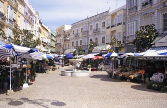 Florists at the street market selling flowers and plants in the city centre of Cádiz, Spain, Europe