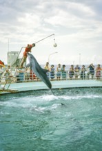 Dolphin show at the dolphinarium at the marina, Rimini, Adriatic coast, Emilia Romagna region,