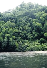 Tropical rainforest vegetation and river, the Blue Mountains, Jamaica, West Indies 1970, Central