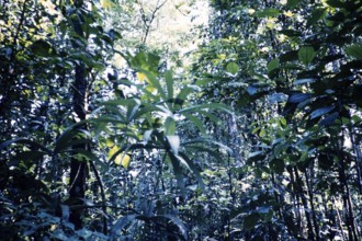 Tropical rainforest vegetation, Guyana, West Indies, South America, 1960 1961, then colony of