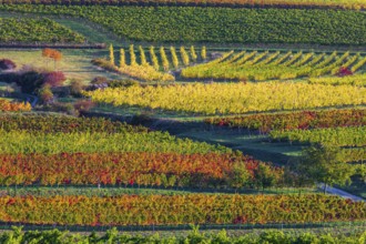 Vineyards near Langenlois, Lower Austria, Austria, Europe