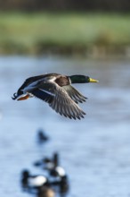 Mallard, Anas platyrhynchos, male in flight over winter marshes