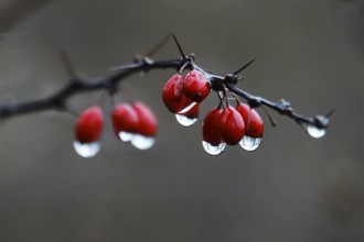 Barberry with water droplets, rainy weather, winter, Germany, Europe