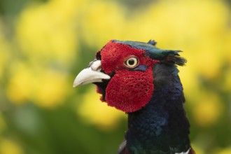 Common or Ringed-necked pheasant (Phasianus colchicus) adult male bird head portrait, England,