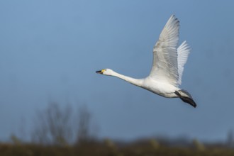 Tundra Swan, Bewick's Swan, Cygnus columbianus in flight at winter in Slimbridge, England, United