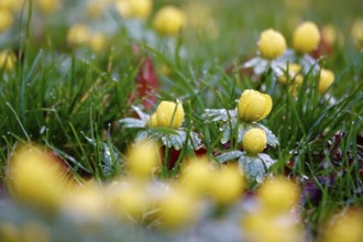 Winter aconites in a meadow, winter, Germany, Europe