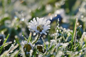 Daisies with hoarfrost and beautiful bokeh in a meadow, winter, Germany, Europe