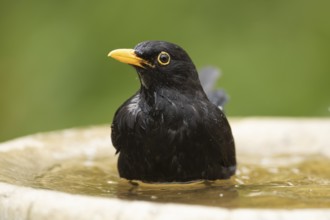 Common or Eurasian blackbird (Turdus merula) adult male bird bathing in a garden bird bath,