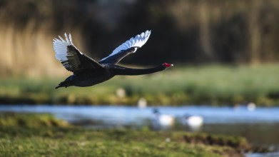 Black Swan, Cygnus atratus, bird in flight over winter marshes