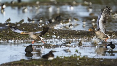 Greylag Goose, Anser anser, bird in flight over winter marshes