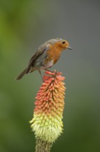 European robin (Erithacus rubecula) adult bird on a garden Red hot poker plant flower in the