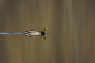 Mallard or Wild duck (Anas platyrhynchos) adult male bird on a lake, England, United Kingdom,