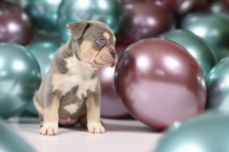 6 weeks old tan French Bulldog dog puppy with colorful balloons in background