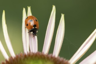 Seven-spot ladybird (Coccinella septempunctata) adult insect on a garden flower in summer, England,