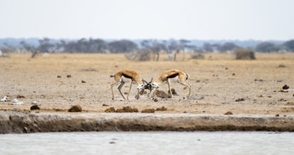 Springboks (Antidorcas marsupialis) two springboks fighting, Nxai Pan National Park, Botswana,