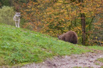 An eurasian gray wolf (Canis lupus lupus) meets an european brown bear (Ursus arctos arctos)