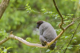 A common woolly monkey, brown woolly monkey, or Humboldt's woolly monkey (Lagothrix lagothricha)