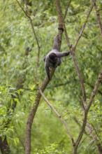 A common woolly monkey, brown woolly monkey, or Humboldt's woolly monkey (Lagothrix lagothricha)