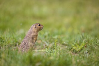 A European ground squirrel (Spermophilus citellus) or European souslik stands erected in green