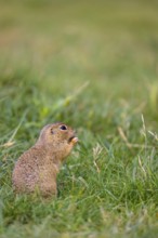 A European ground squirrel (Spermophilus citellus) or European souslik sits in green gras, looking