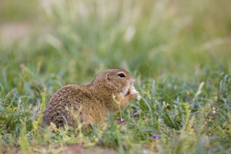 A European ground squirrel (Spermophilus citellus) or European souslik sits in green gras, eating