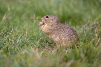 A European ground squirrel (Spermophilus citellus) or European souslik sits in green gras, looking