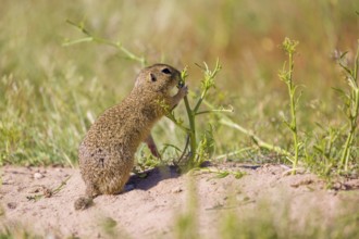 A European ground squirrels (Spermophilus citellus) or European souslik stands on sand with some