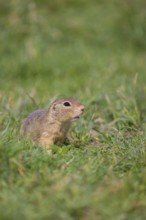 A European ground squirrel (Spermophilus citellus) or European souslik sits in green gras, looking