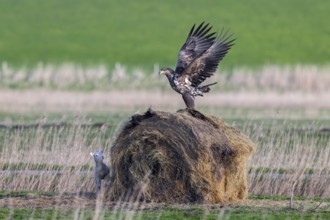 Lamb hiding behind round hay bale from hunting juvenile white-tailed eagle, Eurasian sea eagle,