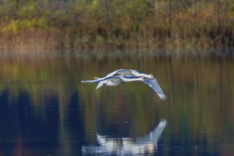 Two Mute swans, Cygnus olor, fly over a lake. Fall colours in the background