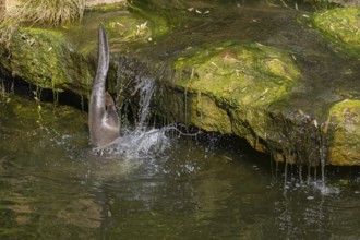 One giant otter or giant river otter (Pteronura brasiliensis) jumping down into the river from a