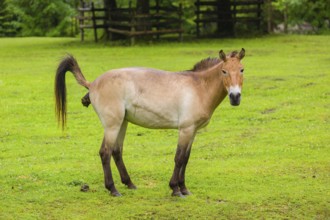 A Przewalski's horse (Equus ferus przewalskii or Equus przewalskii), stands on a paddock, shitting