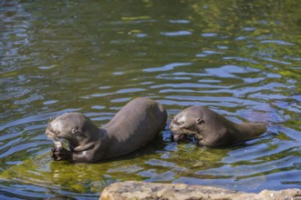 Two giant otter or giant river otter (Pteronura brasiliensis) resting on a rock lying underwater,