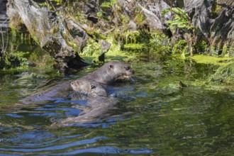 Two giant otter or giant river otter (Pteronura brasiliensis) resting and eating fish at a mossy