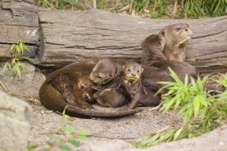 A female giant otter or giant river otter (Pteronura brasiliensis) nurses her young and plays with