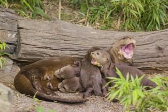 A female giant otter or giant river otter (Pteronura brasiliensis) nurses her young and plays with