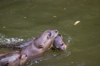 An adult giant otter or giant river otter (Pteronura brasiliensis) swims in a small river carrying