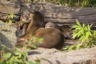 A female giant otter or giant river otter (Pteronura brasiliensis) nurses her young and plays with