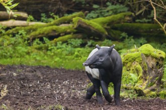 A Malayan tapir (Acrocodia indica) stands in a small clearing looking for food