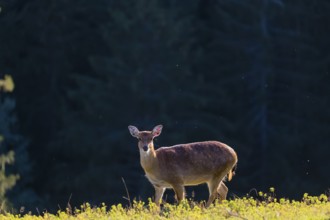 One female Manchurian sika deer or Dybowski's sika deer (Cervus nippon mantchuricus or Cervus