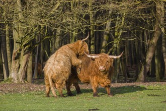 A Highland Cow (Bos (primigenius) in heat mounts a bull