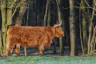 One Highland cow (Bos (primigenius) taurus) stands at a forest edge