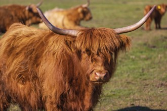 One Highland cow (Bos (primigenius) taurus) stands on a meadow. Some more in the background rest on