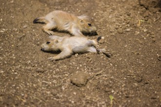 Two lack-tailed prairie dog cubs (2 weeks old) (Cynomys ludovicianus) play on sandy terrain on a