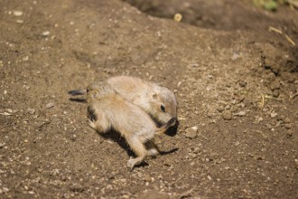 Two lack-tailed prairie dog cubs (2 weeks old) (Cynomys ludovicianus) play on sandy terrain on a