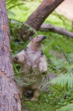 One southern tamandua (Tamandua tetradactyla), stands tall, in defensive position