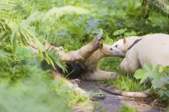 One southern tamandua (Tamandua tetradactyla), standing tall, in defensive position