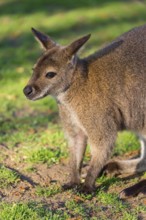 Red-necked wallaby or Bennett's wallaby (Macropus rufogriseus) with cub in her pouch, sits on a