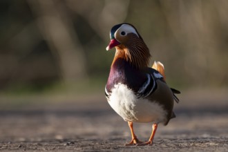 Mandarin duck (Aix galericulata), drake, during mating season, on land, Heiligenhaus, North